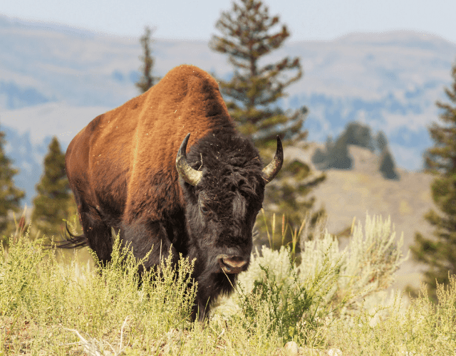 Bison Grazing in Montana Field