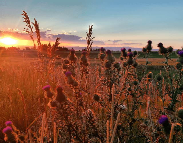 Montana Field Flowers